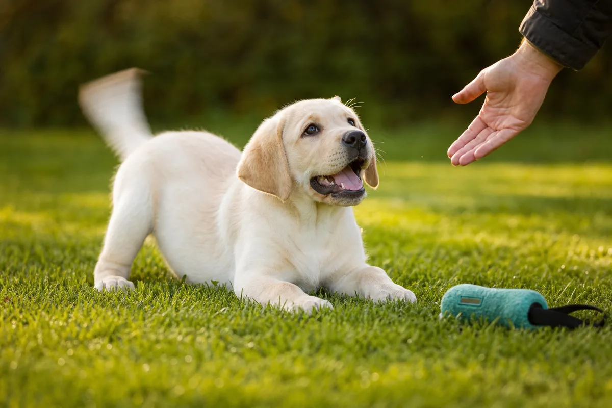 Chiot labrador crème en position de jeu sur l'herbe pendant l'École du Chiot