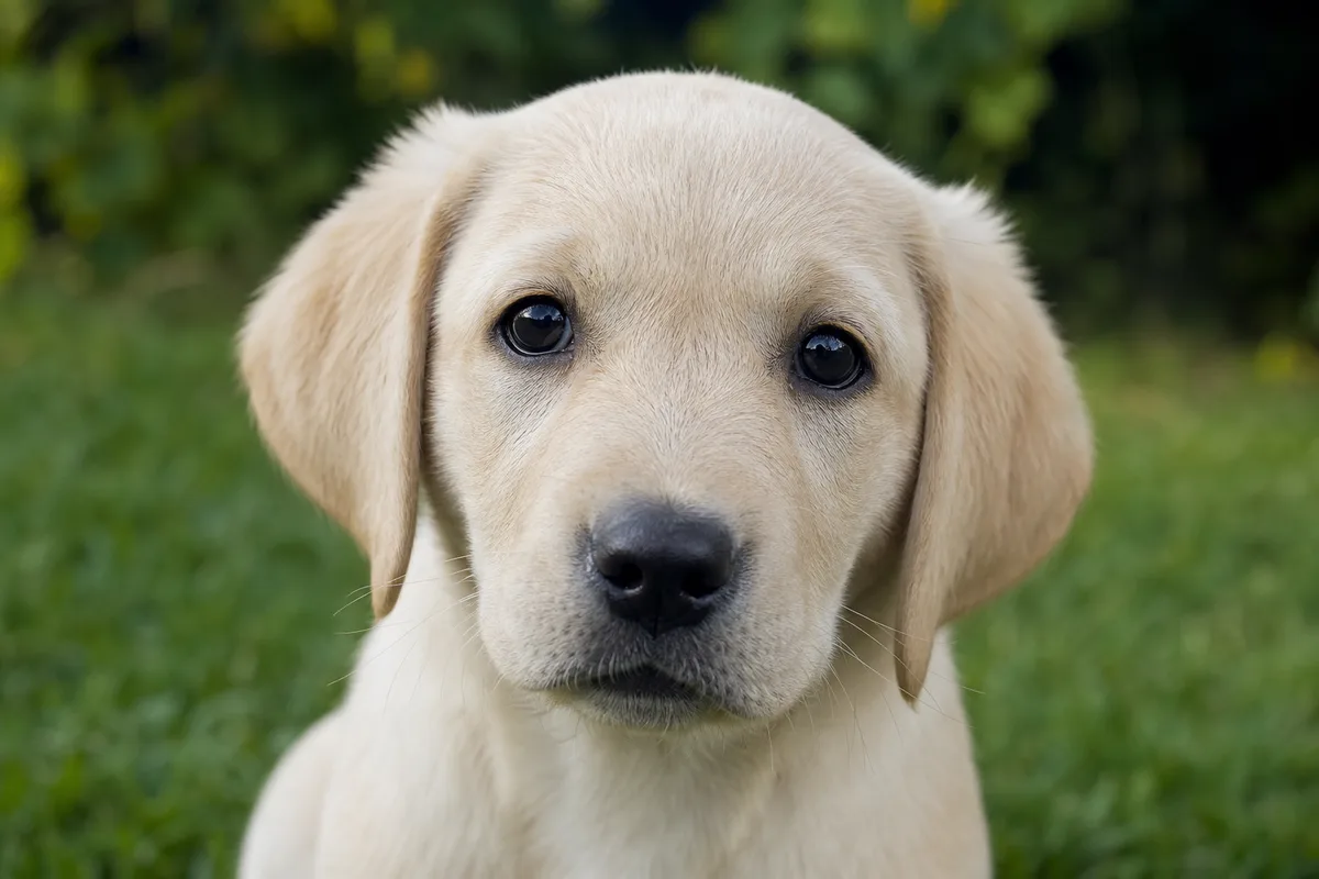 Portrait rapproché d'un chiot labrador crème au regard attentif