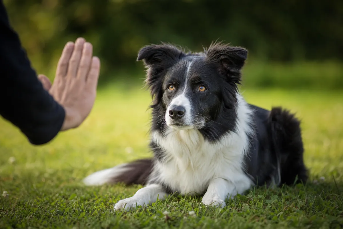 Main d'un éducateur donnant un signal calme à un border collie couché, attentif au geste, illustration de la communication homme-chien
