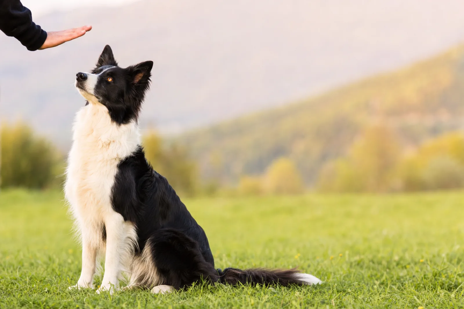Border collie assis en extérieur, oreilles attentives, le regard fixé sur la main de son éducateur pendant une séance d'éducation canine positive
