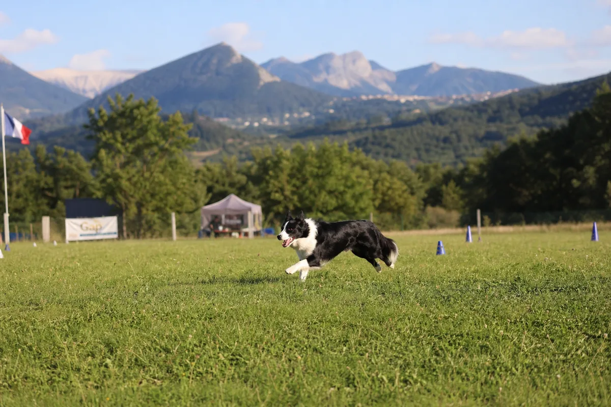 Vue du terrain d'entraînement en extérieur près de Gap, border collie en plein exercice